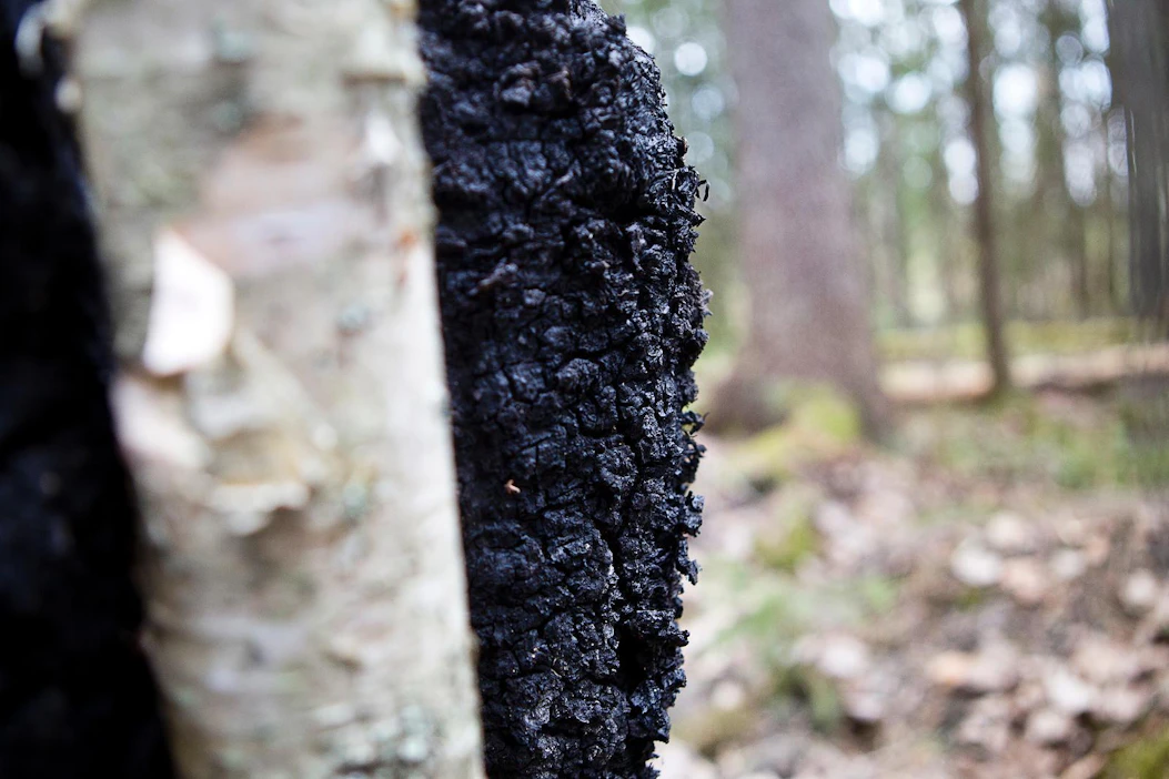 Suomen Pakuri hankkii sienirihmastot Itä-Suomen yliopistolta. Pakurikääpä on kuvattu vanhalla laidunmaalla.