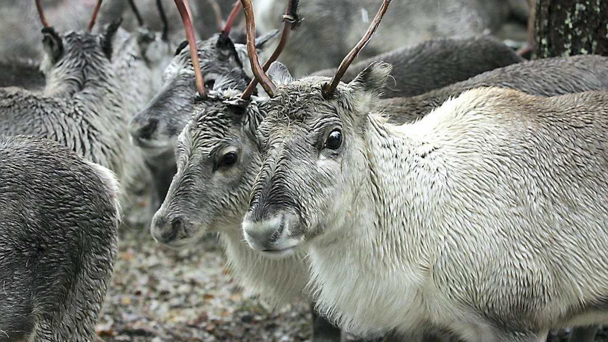 Poro, poroerottelu.