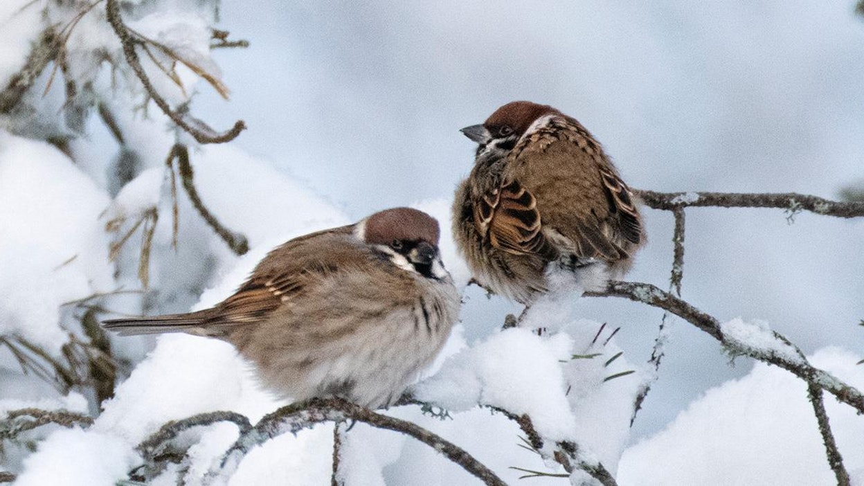 Pakkasella pikkulinnut pörhistyvät pallonmuotoisiksi.