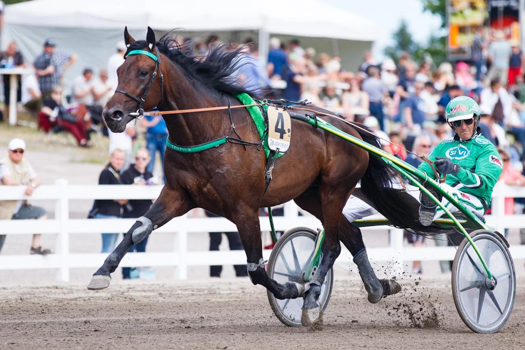 Ari Moilanen ja Graceful Swamp ovat olleet voittamaton valjakko oriin nelivuotiskauden ajan toistaiseksi. Kuinka käy Derbyssä, jonka karsinnat ajetaan keskiviikkoiltana Vermossa?