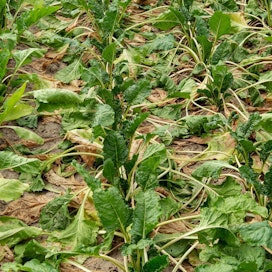 Ilmastonmuutos näkyy jo monen eurooppalaisviljelijän arjessa. Kuvassa kuivuudessa nääntyvää sokerijuurikasta Belgiassa toissa kesänä.