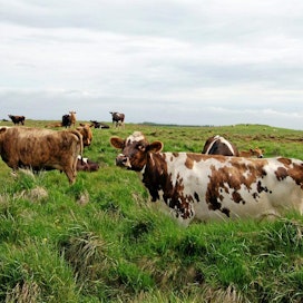 Lehmiä laitumella Islannissa.