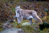 Ilves on arka peto ja Suomen ainoa villi kissaeläin.