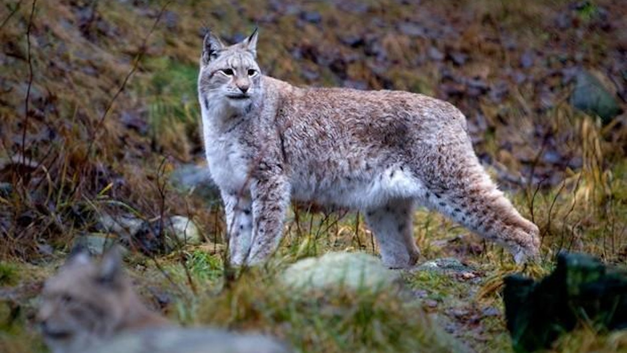 Ilves on arka peto ja Suomen ainoa villi kissaeläin.