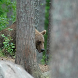 Koko Suomeen on myönnetty karhulupia yhteensä 113. Kuvan karhu ei liity tapaukseen.