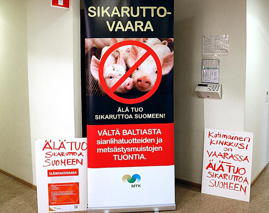 MTK:n edustajat puheenjohtajansa Juha Marttilan johdolla vievät tänään afrikkalaisesta sikarutosta varoittavan banderollin Helsingissä sijaitsevaan Katajanokan terminaaliin.