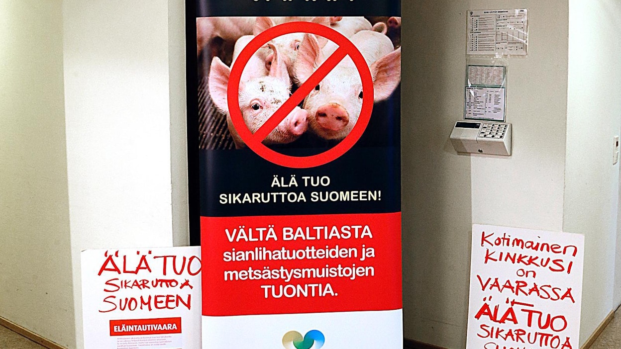 MTK:n edustajat puheenjohtajansa Juha Marttilan johdolla vievät tänään afrikkalaisesta sikarutosta varoittavan banderollin Helsingissä sijaitsevaan Katajanokan terminaaliin.