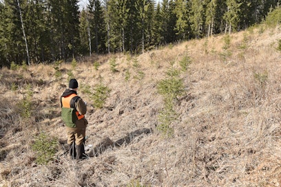 Muutosneuvotteluiden jälkeen metsänhoitoyhdistys Keski-Suomessa työskentelee 41 toimihenkilöä.