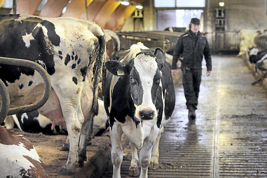 Maaseudun tulevaisuus 20111111 Kurikka. Vesa Tikan luomumaitotilalla on ayshire- ja holsteinkarjaa. By Johannes Tervo
