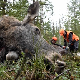 Metsästyksen aloitusta pohjoisessa on aikaistettu talven tulon takia. LEHTIKUVA / Jussi Nukari