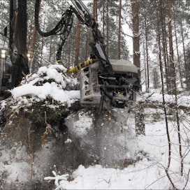 Seppo Salminen kiskoo myrskyssä kaatunutta puuta hangesta Nummi-Pusulassa. Markku Vuorikari