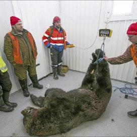 Oinoskylän Erämiesten lahtivajassa karhun painoksi punnittiin 306 kiloa. Paikalla punnitsemassa olivat Olavi Jäntti (vas.), Petteri Lassila, Tero Lahtinen ja Teemu Kilponen. Sami Karppinen