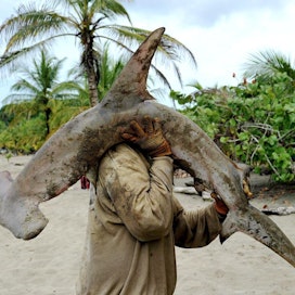 Tutkimuksen mukaan rajusti ovat vähentyneet esimerkiksi vasarahait ja paholaisrauskut. Kalastaja kantaa pyytämäänsä vasarahaita Manzanillo Beachilla, arkistokuva huhtikuulta 2011. Lehtikuva/AFP