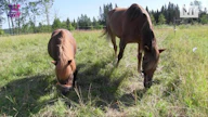 Hetviina tykkää seurasta, jota sillä on sekä laitumella että harjoitusajossa.
