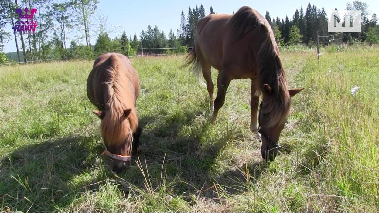 Hetviina tykkää seurasta, jota sillä on sekä laitumella että harjoitusajossa.