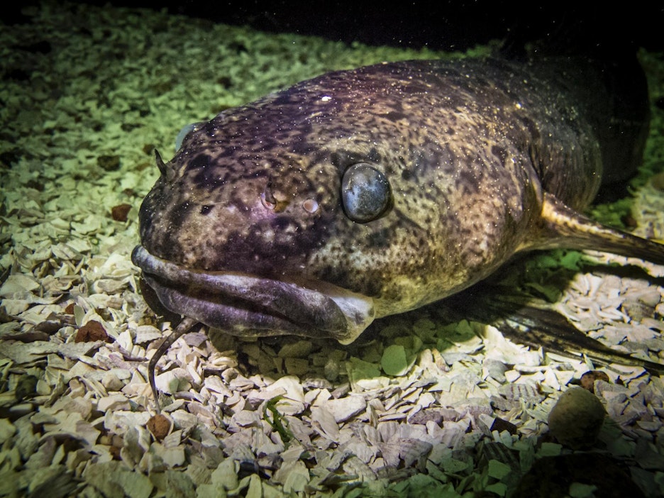 Mateen mäti on suosittu herkku erityisesti bliniaikaan.