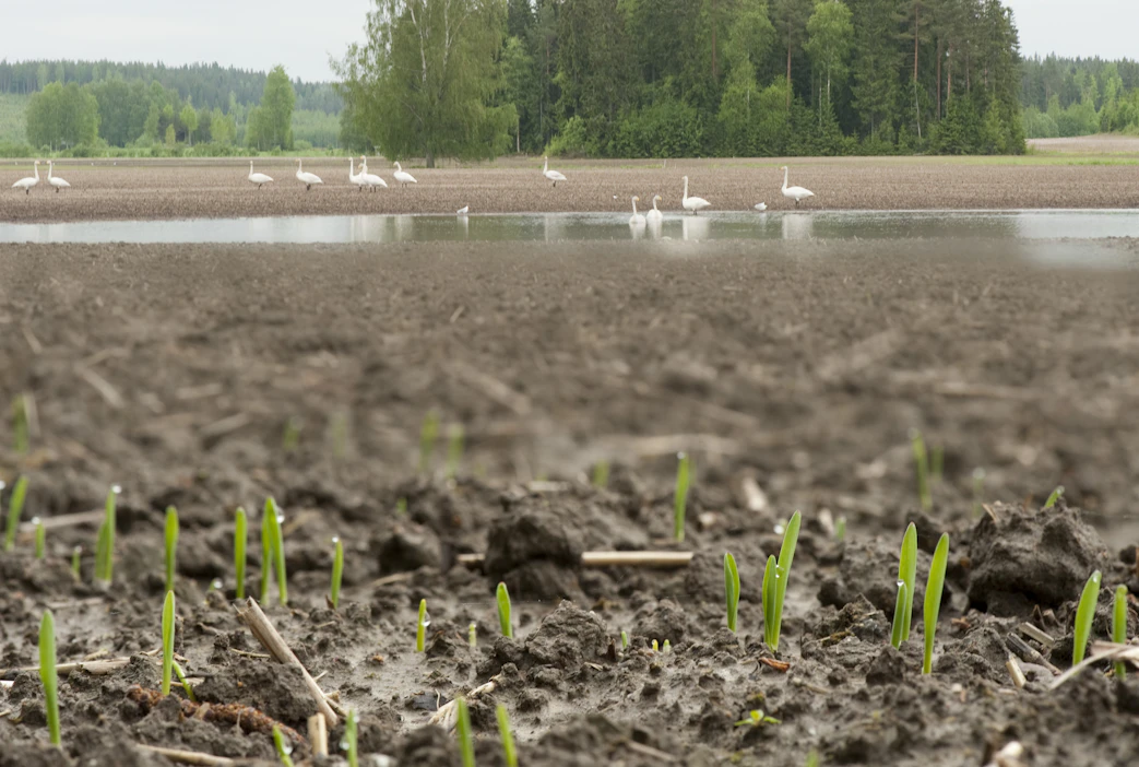 Nuoret tuottajat odottavat markkinoilta viestiä, joka innostaisi viljelijöitä lähtemään toukotöihin jälleen tänä keväänä.