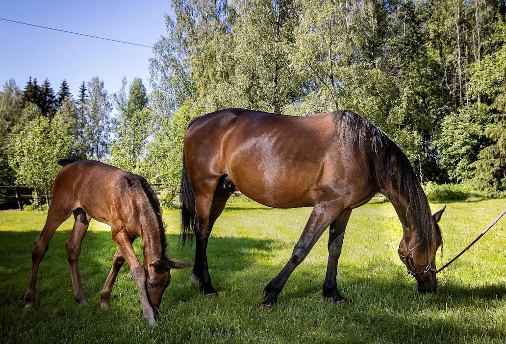 Varsan vieroitusikä, kasvatusympäristö ja riittävä ravinto ovat keskeisiä tekijöitä varsan terveen kasvun ja hyvinvoinnin kannalta. Kuva ei liity jutun runkona olevaan tutkimukseen.