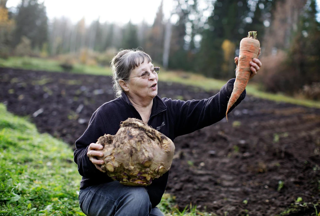 Kivijärveläisen Liisa Kotilaisen kasvimaasta on noussut miehen rannetta paksumpia porkkanoita, jättiläismäisiä kesäkurpitsoja ja 8,5-kiloinen lanttu.