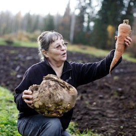 Kivijärveläisen Liisa Kotilaisen kasvimaasta on noussut miehen rannetta paksumpia porkkanoita, jättiläismäisiä kesäkurpitsoja ja 8,5-kiloinen lanttu.