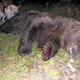 Yhdenkin karhun ampuminen osuu harvan metsästäjän kohdalle. Sallassa tuuri kävi tiistaina nelinkertaisena.