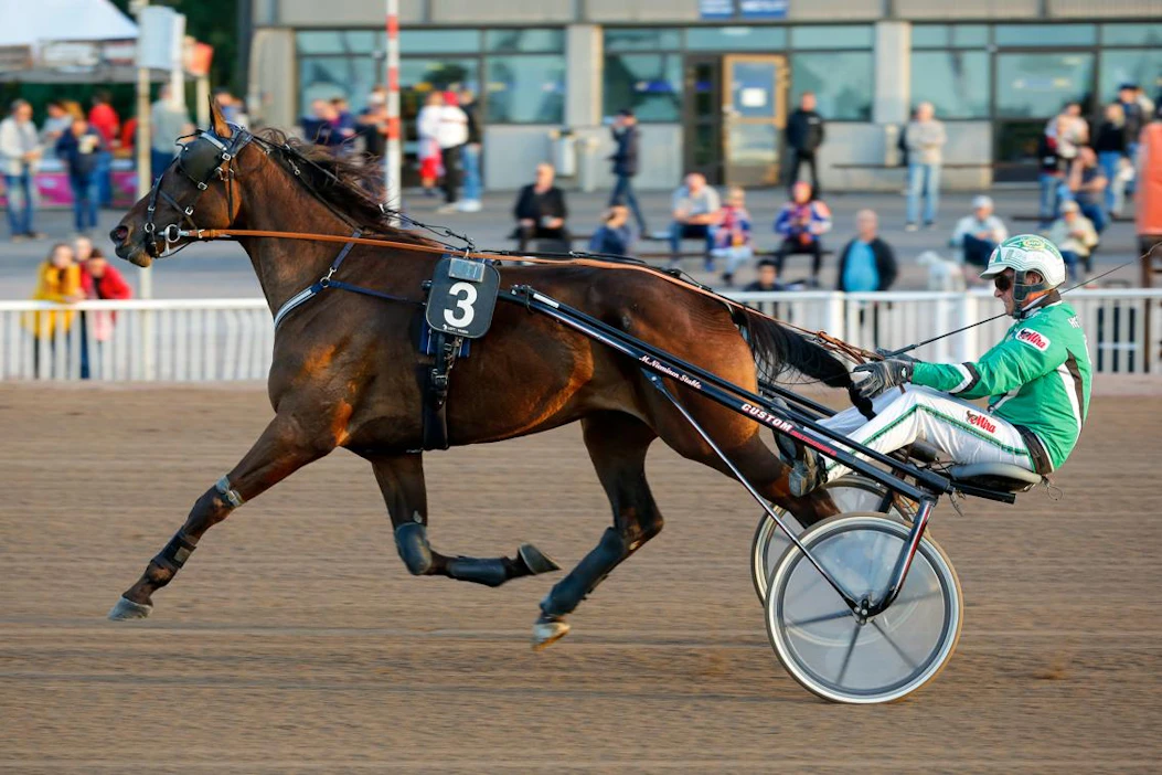 Komearaaminen derbyfinalisti ja Ilkka-Pohjalainen-ajon sankari Skyfall Shine on yksi Jokimaa Tekee Tähtiä -karsintaillan kuumista nimistä.