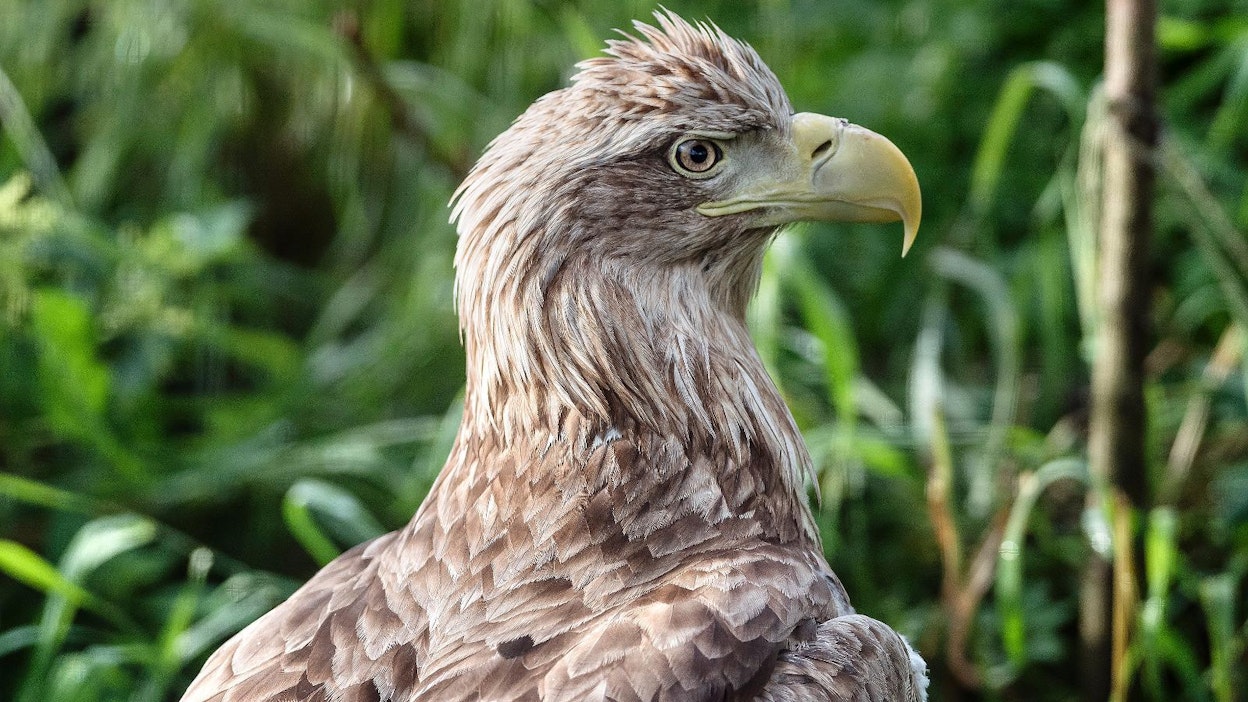 Merikotkien pesistä on palkkiota luvassa vain Pohjois-Suomessa.