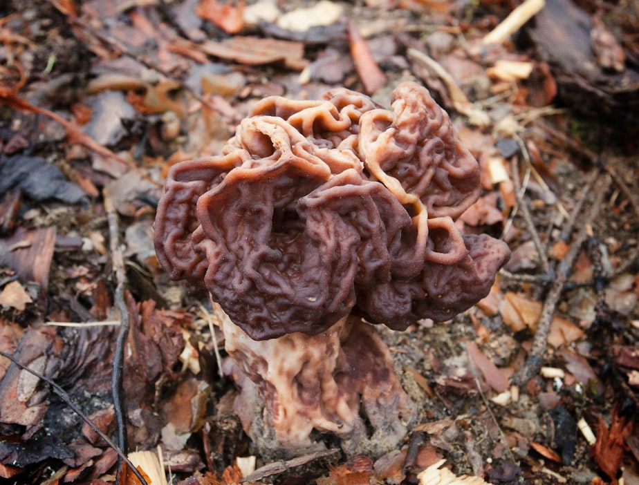 Korvasieniä voi kohta löytää metsästä.