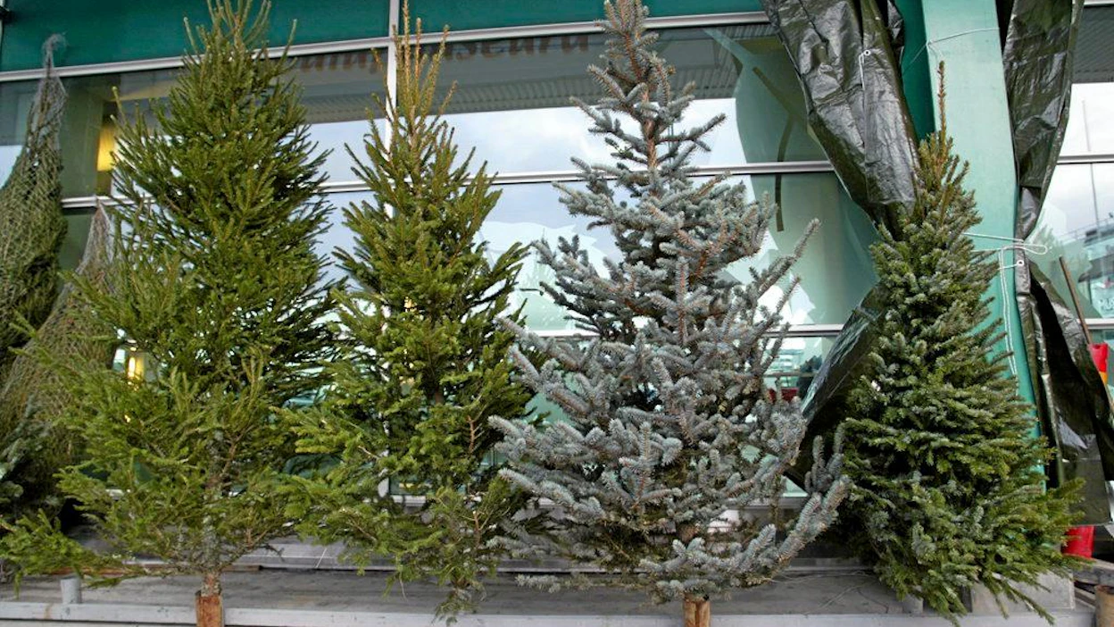 Vantaan Jumbo-tavaratalon pihalla Joulupuuseuran tiedotustilaisuus.Raine Johansson, Jukka Reinikainen, Jumbon tiedotuspäällikkö Päivi Kekkonen-Karjalainen.Joulukuusia. Kotimaisia metsäkuusia, Okakuusi ja Omorika-kuusi. Rekka toi Bauhausin pihalle joulukuusia.