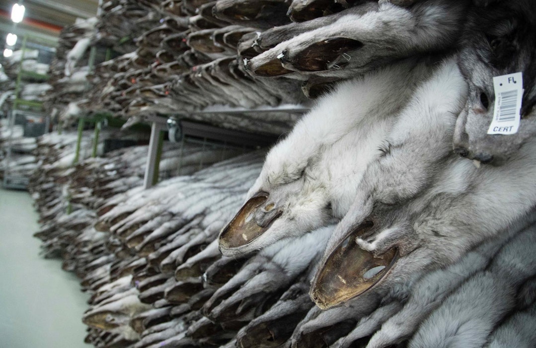 Sinikettuja varastossa Vantaalla helmikuussa.