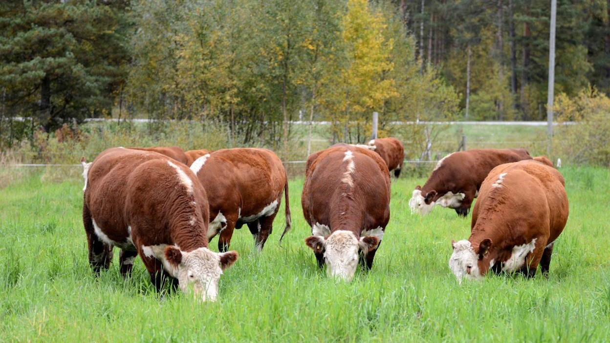 WWF:n mukaan ruuan suurimmat ilmastovaikutukset syntyvät eläinperäisen ruuan tuotannosta.