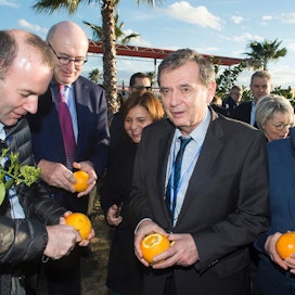 Euroopan parlamentin epp-ryhmän puheenjohtaja Manfred Weber, maatalouskomissaari Phil Hogan, romanialaismeppi Marian-Jean Marinescu ja irlantilaismeppi Sean Kelly tutustuivat valencialaiseen appelsiinikoetilaan torstaina. EU-päättäjät saivat maistella hedelmiä suoraan puusta.