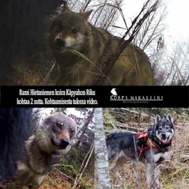 Metsästyskanava Korpi Makasiini julkaisee hirvijahtivideon, joka sisältää materiaalin susien ja koiran kohtaamisesta. Julkaisuajankohta selviää pian.