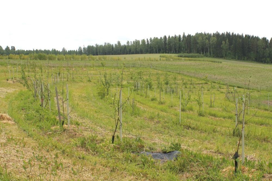 Peltometsäviljely avuksi ilmastonmuutoksen hillitsemiseen - Uutiset -  Koneviesti