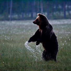 Karhun metsästys vaatii metsästäjältä taitoa ja tarkkuutta. ARKISTOKUVA.