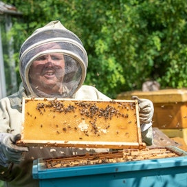 Hakolan marjatilan emäntä Outi Koskinen hoitaa noin neljääkymmentä mehiläispesää. Omien viljelysten lisäksi Koskisen mehiläiset pölyttävät myös lähialueen tilojen pelloilla.