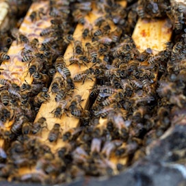 Kun ravinnonetsijämehiläinen on löytänyt hyvän mesipaikan, se palaa pesään ja ilmoittaa löytönsä sijainnin työläismehiläisille tanssin keinoin.