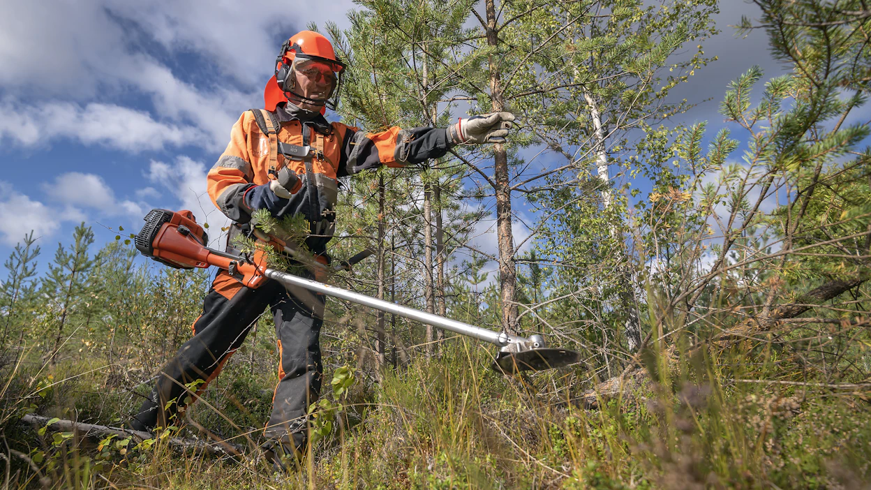 Metsätuholaki edellyttää riskialueilla juurikäävän torjuntaa halkaisijaltaan yli kymmenen sentin kannoilla. Tautiriski on olemassa pienemmilläkin kannoilla.