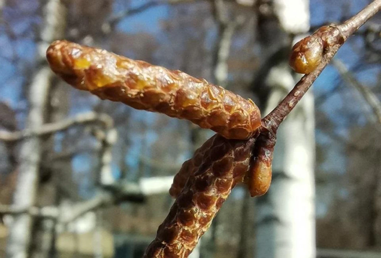 Koivuissa on runsaasti norkkoja, mutta kukinta ei ole vielä alkanut Suomessa.