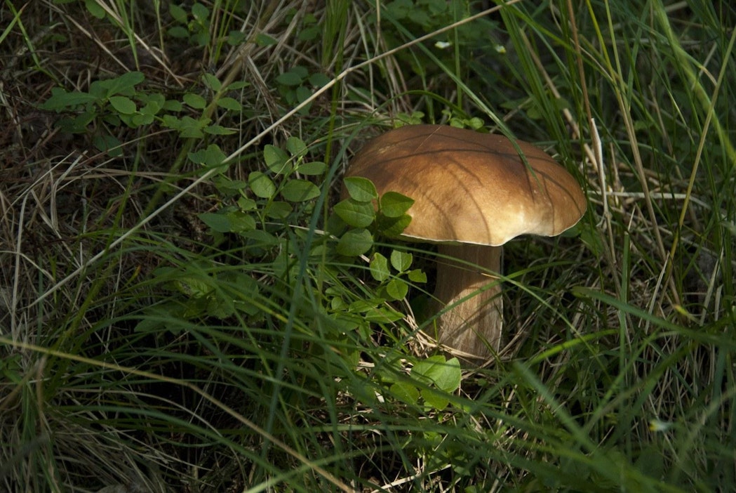 Tattisato on ollut runsaista sateista huolimatta niukka. LEHTIKUVA / MAIJA SAARI