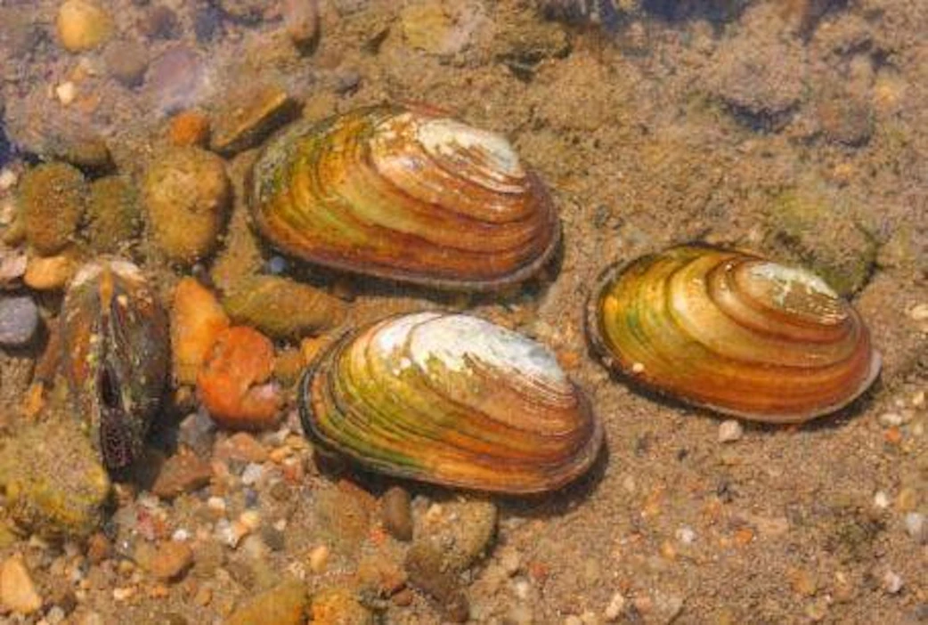 Syyttäjän mukaan Kokemäenjoesta kuoli noin miljoona rauhoitettua vuollejokisimpukkaa. https://commons.wikimedia.org/wiki/File:Unio_crassus3_A_MRKVICKA.JPG