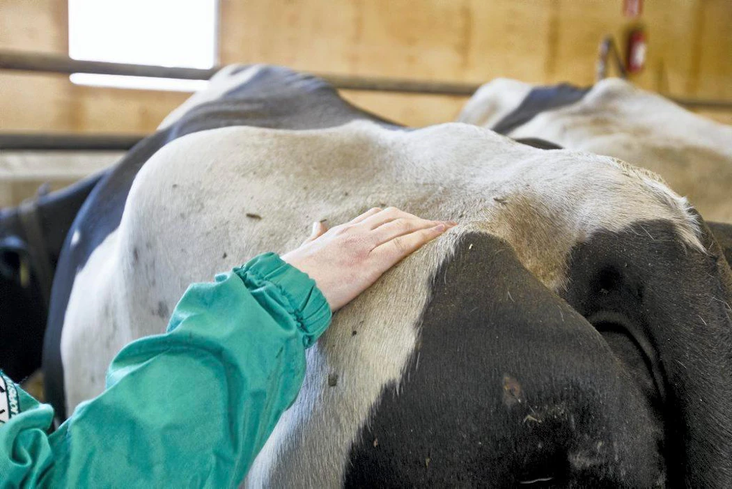 Suomalaisia tuotantoeläimiä lääkitään antibiooteilla huomattavasti vähemmän kuin muissa maissa keskimäärin. Lääkkeiden käyttöä seurataan muun muassa lääkityskirjanpidolla.