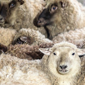 Eläinpalkkioita maksetaan nauta- ja lammastiloille. Kuvan eläimet eivät liity tapaukseen.