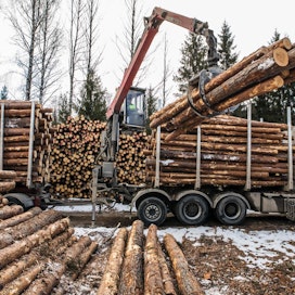 Ruotsalaiset puunostajat käyvät nyt kovaa kisaa puusta. Arkistokuva on kotimaisesta puuterminaalista.