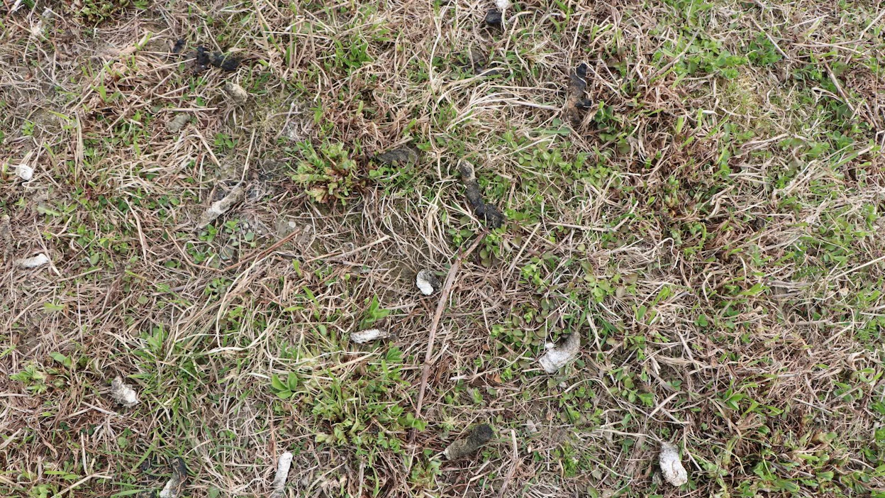 Hanhien vierailun jälkeen jäljellä ei ole juurikaan kasveja, mutta sitäkin enemmän hanhien ulostetta. Kuva on otettu parikkalalaiselta rehunurmelta viime toukokuussa.