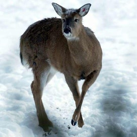 Ilmoituksen mukaan kolme nuorta maakotkaa oli kiusannut näykkimällä jäällä liukastellutta peuraa. Kuvituskuva.