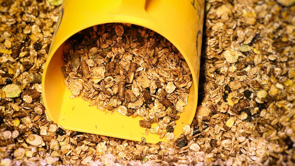 Tehdasvalmisteisia rehuja voi käyttää toistaiseksi ilman huolta niiden mahdollisesti sisältämien pienten kannabidiolipitoisuuksien näkymisestä dopingteissä. Kuvan rehu ei liity tapaukseen.