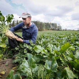 Mikko Kulmala toivoo lisää sateita sokerijuurikkaan kasvua vauhdittamaan.