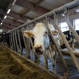 Sekä Valion että Juustoportin vapaan lehmän maito kerätään pihatoista, mutta Juustoportin lehmillä on lisäksi ulkoilumahdollisuus. Kuvituskuva.