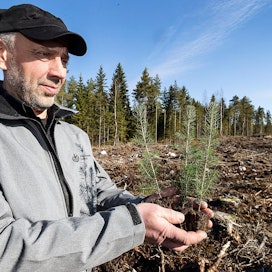 Metsäasiantuntija Teemu Katunpää valmistautui istutuskauteen Mynämäellä viime torstaina.